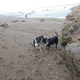 Illustration for article titled 10,000 Mile Road Trip: Day 13 - Redondo Beach to Cambria